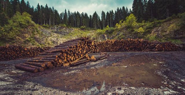 La déforestation