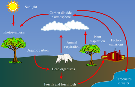 Cycle du  carbone