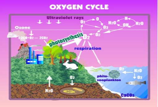 Cycle oxygène