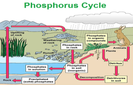 Cycle du phosphore