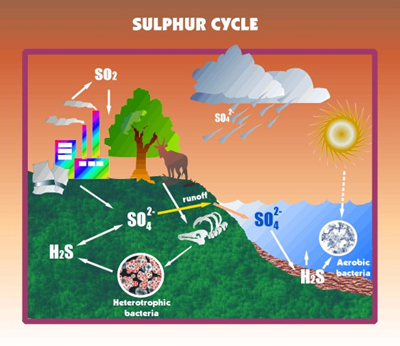 Cycle du soufre