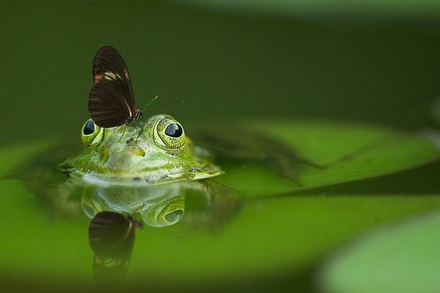 Conservation de la biodiversité