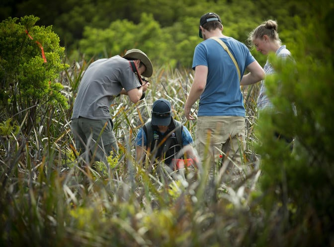 Conservation in situ